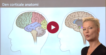 Den corticale anatomi